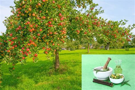 When To Spray Neem Oil On Fruit Trees - Grower Today