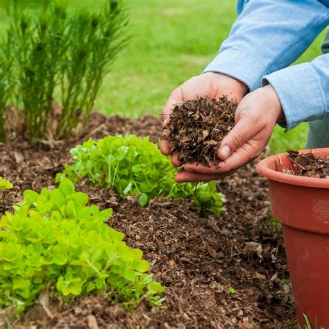 What To Use In Flower Beds Besides Mulch | Best Flower Site