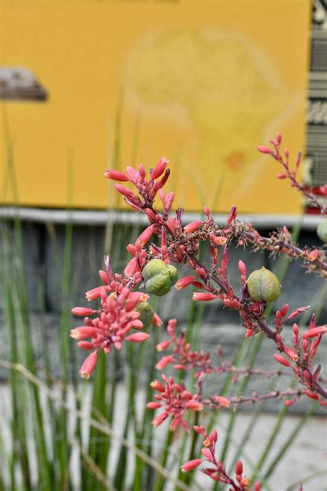 13 Best Botanical Gardens in Texas for Nature Lovers - Happy To Be Texas