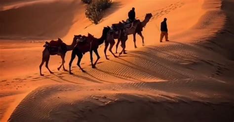 Camel Ride Free Stock Video Footage, Royalty-Free 4K & HD Video Clip