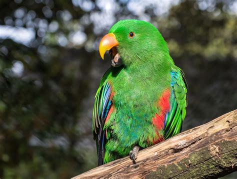 8 Top Green Parrots to Keep as Pets