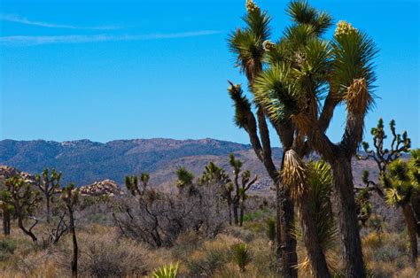 New photos: Joshua trees in the Southern California desert are in 'once ...