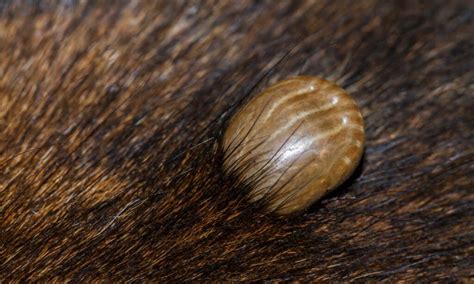 How do you tell if a tick is embedded in your dog? Here’s What to ...