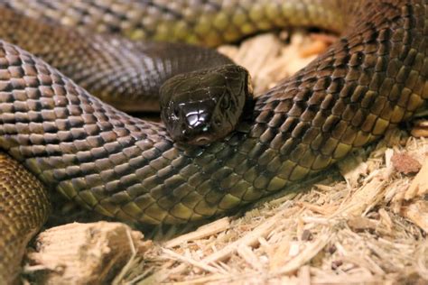 How Do Texas Venomous Snake Species Compare To The 10 Most Venomous ...