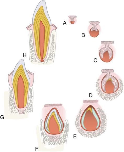 5. Development of teeth | Pocket Dentistry