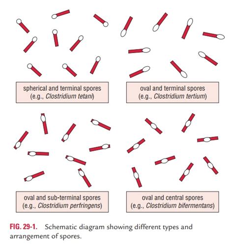 General Properties of Clostridia