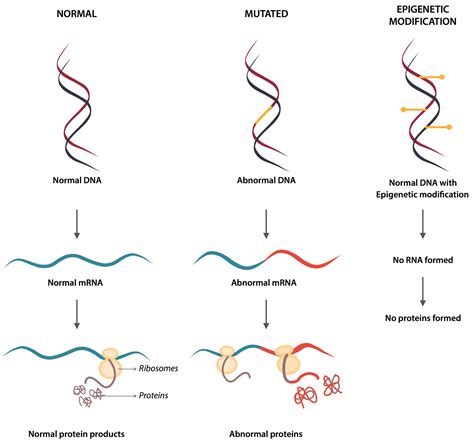 Genomic Imprinting - A whole new pattern of inheritance — Firstclass