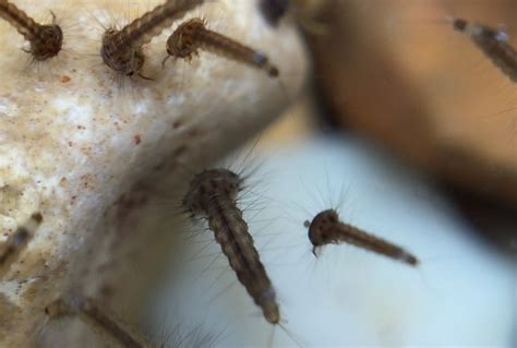 Mosquitoes in my wildlife garden pond. What do mosquitoes eat? What ...