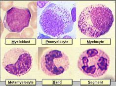 Myelocyte Maturation | Medical laboratory, Medical laboratory science ...