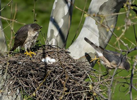 Cooper's Hawk Nesting Habits - Daily Birder