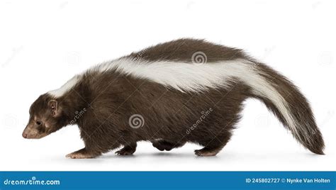 Brown Skunk on White Background Stock Image - Image of tail, moving ...