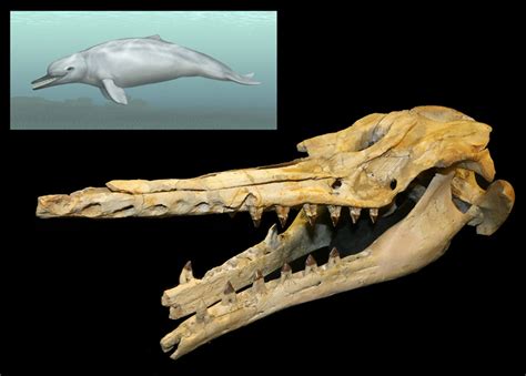 Fossil Whale Offers Clues to Origins of 'Seeing With Sound' | Science ...