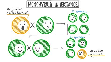 Lesson Video: Monohybrid Inheritance | Nagwa