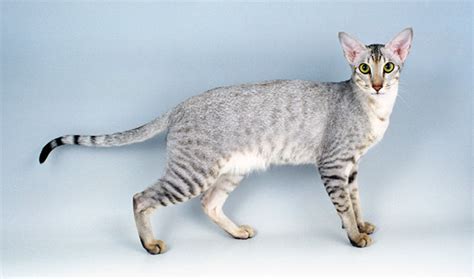 Oriental Cat Breed Information - Vetstreet | Vetstreet