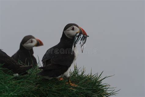 Puffins on the Cliffs of Mykines Island in the Faroe Islands Stock ...