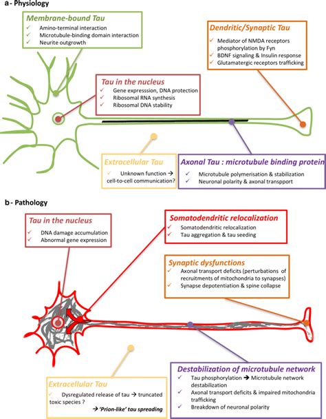 Functions and dysfunctions of tau proteins a Physiologically, tau ...