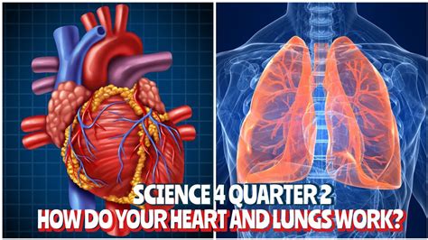 How Do Your Heart and Lungs Work Together | Science 4 Quarter 2 - YouTube