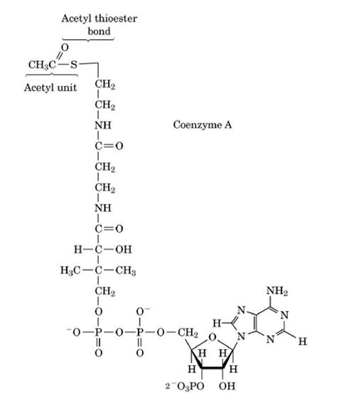 Structure of acetyl coenzyme A (acetyl CoA). | Coenzyme, Molecular ...