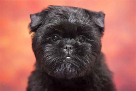 Meet The Affenpinscher - FurLyfe!