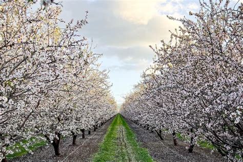 How To See Almond Trees In Bloom Around The Bay Area