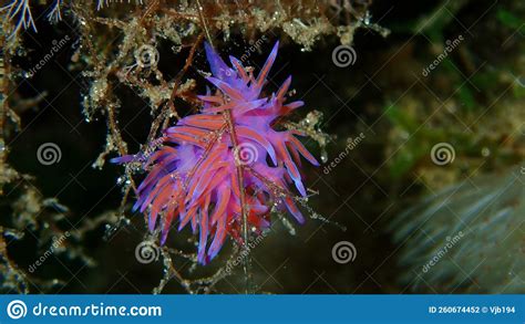 Purple Sea Slug or Purple Nudibranch (Flabellina Affinis) Close-up ...