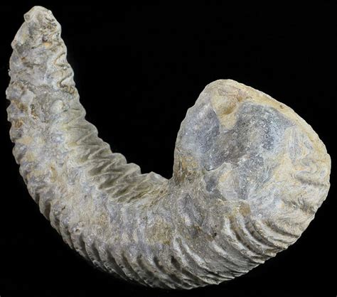 Cretaceous Fossil Oyster (Rastellum) - Madagascar For Sale (#54445 ...