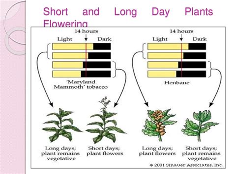 Physiology of flowering, photoperiodism