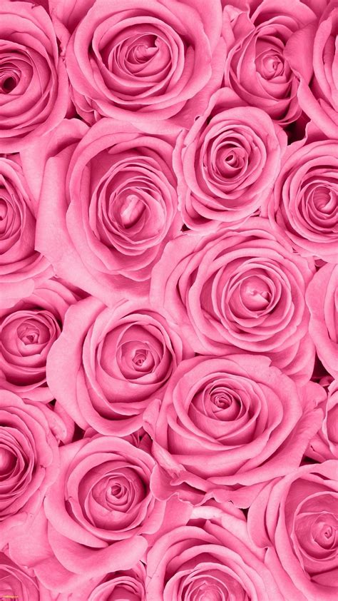 Pink Roses HD Wallpapers - Top Free Pink Roses HD Backgrounds ...