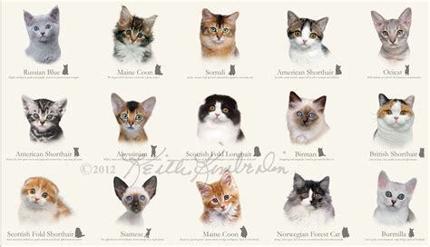 Different Types Of Cats Domestic