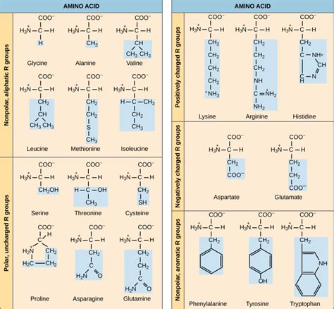 Amino Acids | Biology for Majors I