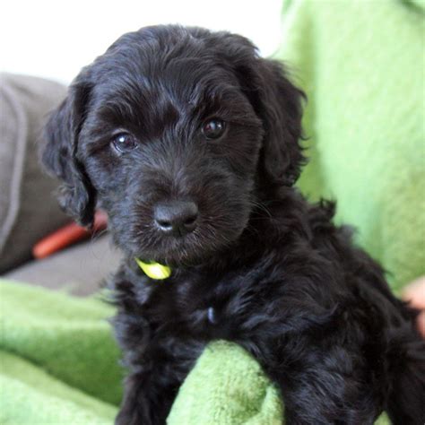 Mini Labradoodles (F1B) - family friendly and only 15-30 lbs ...