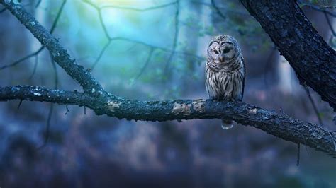 22 Owl Wallpapers - Wallpaperboat