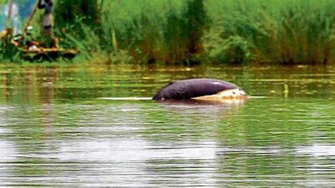 Endangered Indus river dolphins see hope in Beas | india news ...