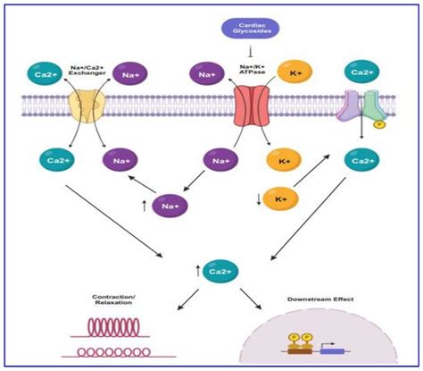 Mechanism Of Action Of Cardiac Glycoside Pharmacology Th Sem Unit ...