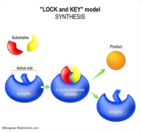 Enzymes Activation Energy