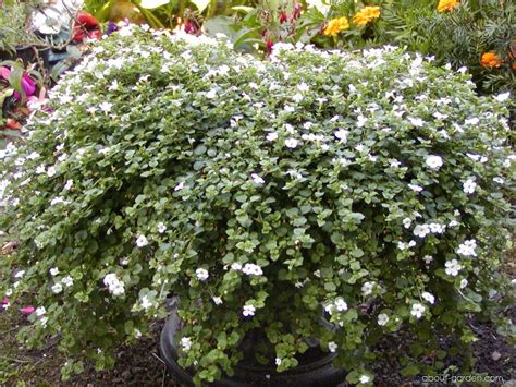 Ornamental bacopa | About-garden.com