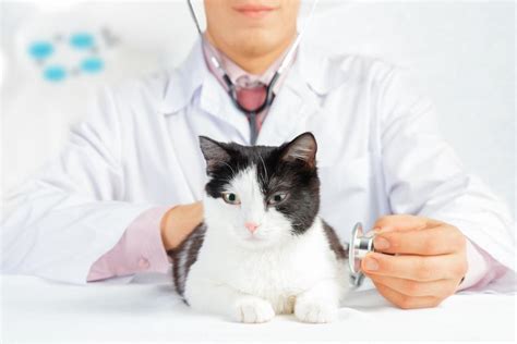 Intestinal Parasites in Cats - Symptoms and Treatment