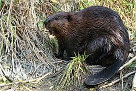 Peek inside a beaver lodge | CBC News