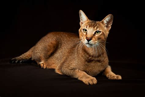 Chausie: Cat Breed Profile, Characteristics & Care