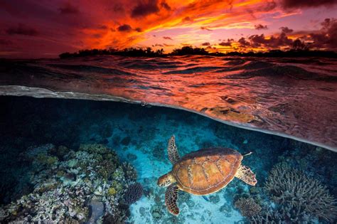 Diving the Whitsunday Islands