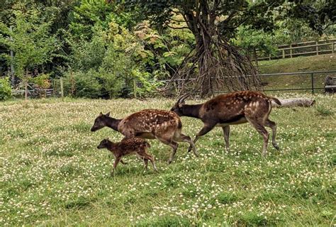 Newquay Zoo fawns over new Philippine spotted deer - Newquay Zoo