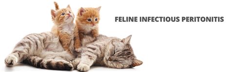 Feline infectious peritonitis, what is it, symptoms and how to prevent it.