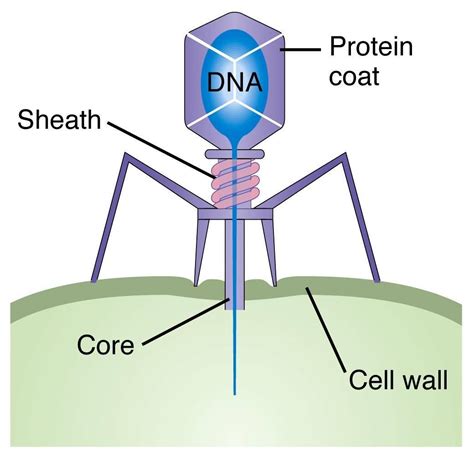 How To Draw Bacteriophage Virus Labelled Diagram Viruses Labelled ...