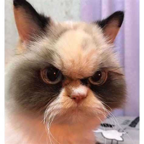 Meet Meow Meow, The Fluffy New Grumpy Cat That Is Going Viral On Instagram