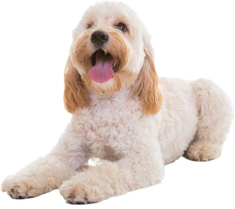 Cockapoo: Temperament, Lifespan, Grooming, Training | Petplan