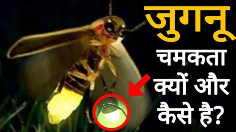 How jugnu insect Shine||जुगनू चमकता कैसे है 🤔 #shorts #facttechz - YouTube