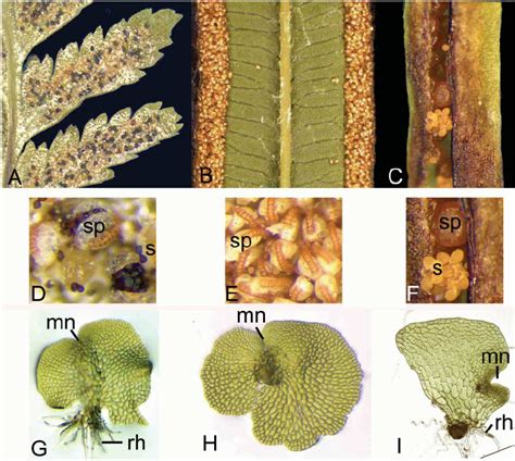 Ferns Spores