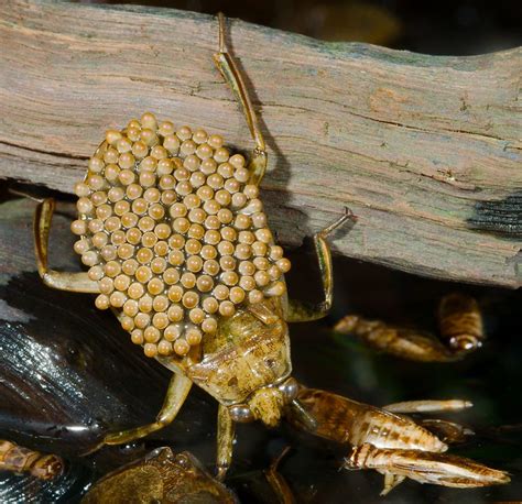 Wishing a Happy Father’s Day to Abedus Males!