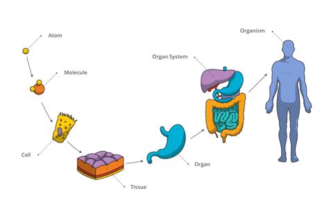 Body Organization & Homeostasis Diagram | Quizlet