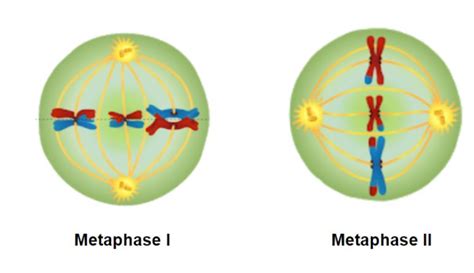 In metaphase I, the spindle fibers attach to the . In metaphase II, the ...